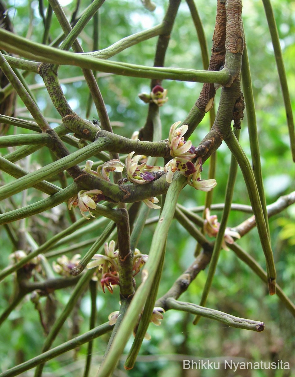 Luisia tristis (G.Forst.) Hook.f.